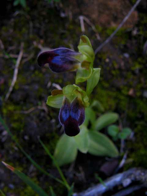 Ophrys fusca subsp. caesiella???